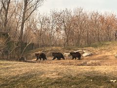 -北京野生动物园
