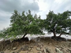 -宝安西湾红树林湿地公园