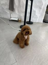 -BOF HAIR BY HONTO