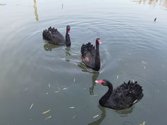 -长兴太湖图影湿地文化园