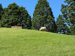 -神户市立六甲山牧场