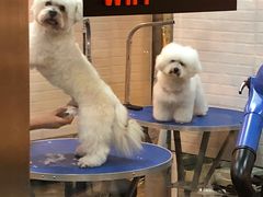 -PETKIT小佩宠物(古北店)