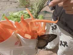 -北戴河集发农业梦想王国
