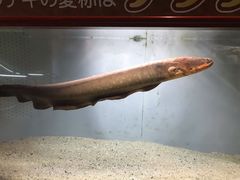-鹿儿岛水族馆
