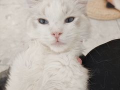 -飞行喵MR PILOT|猫舍·猫咖(静安大融城店)