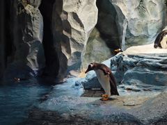 -帝企鹅自助餐厅•儿童岛•真企鹅(长隆企鹅酒店)