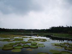 -东平国家森林公园