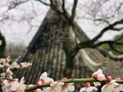 -香雪海