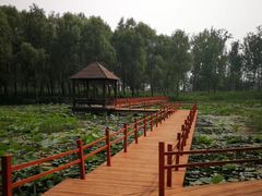 -微山湖红荷湿地景区