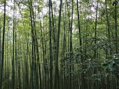 -十里琅珰