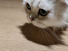 -猫腻·猫咖·撸猫馆(星光大道店)