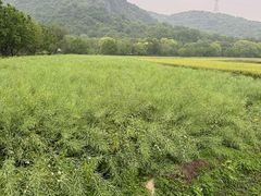 -八卦田遗址公园