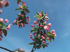 -海棠花溪(元大都城垣遗址公园)