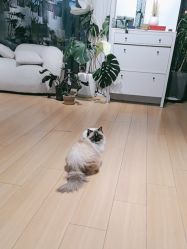 -Sugar苏格婚礼策划工作室