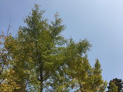 -东平国家森林公园