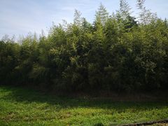 -良渚古城遗址公园