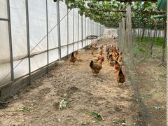 -马陆小张葡萄园农家乐