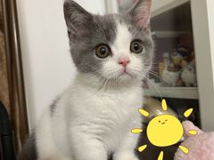 -lincat·猫舍(广州店)