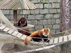 -上海野生动物园