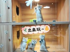 -猫十亿·布偶金渐层·曼基康矮脚猫舍(青年路店)