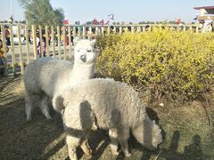 -亿利库布其七星湖沙漠生态旅游区