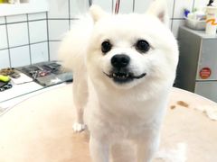 -猫狗日记·自助洗护·宠物寄养·售卖