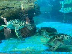 -海合安成都极地海洋公园