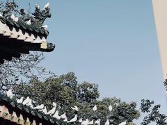 -西安大兴善寺