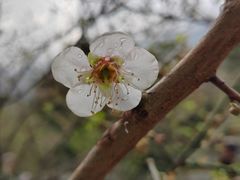 -广州市流溪河国家森林公园