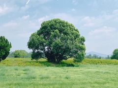 -良渚古城遗址公园