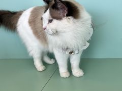 -怪兽屋·羊驼·猫咖·狗咖(俊华广场店)