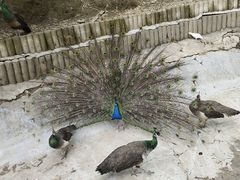 -栾川竹海野生动物园