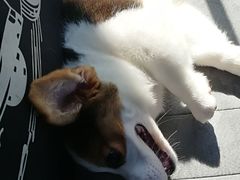 -爱宠屋pet shop·宠物洗澡·宠物美容