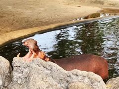 -清迈夜间动物园