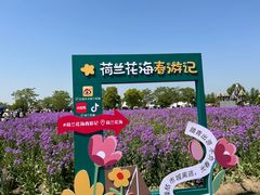 -荷兰花海