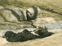 -北京野生动物园