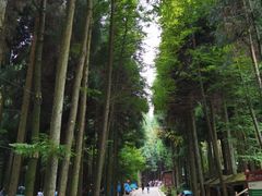 -武陵山森林公园