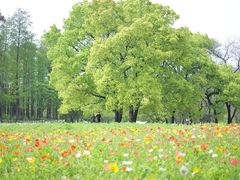 -上海共青森林公园