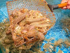 -阳江餐厅·30年老字号·粤菜海鲜大排档