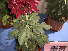 -合肥滨湖国家森林公园