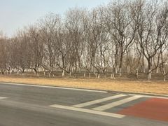 -中环花鸟鱼虫市场