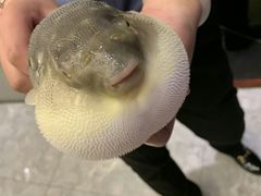 -肆月河豚·新淮扬(金融街店)