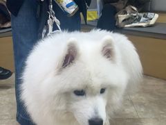 -美联众合动物医院·24h转诊中心