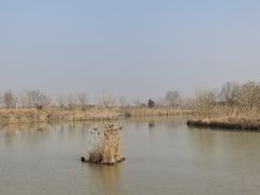 -盐城丹顶鹤湿地生态旅游区