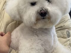 -翊宠yipet猫狗购宠庄园犬舍•猫舍