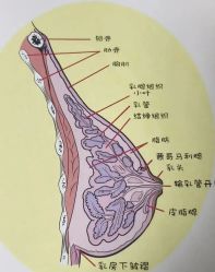 -产后帮产后修复(首城国际店)