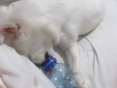 -沐沐家宠物(成寿寺店)