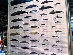 -海鮮寿司とれとれ市場