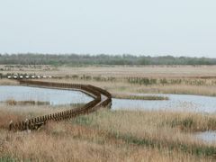 -盐城丹顶鹤湿地生态旅游区