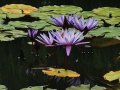 -国家植物园南园